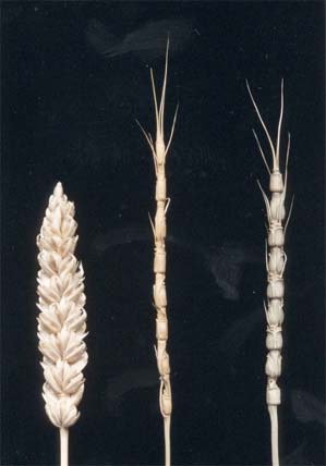 Wheat 1.jpg